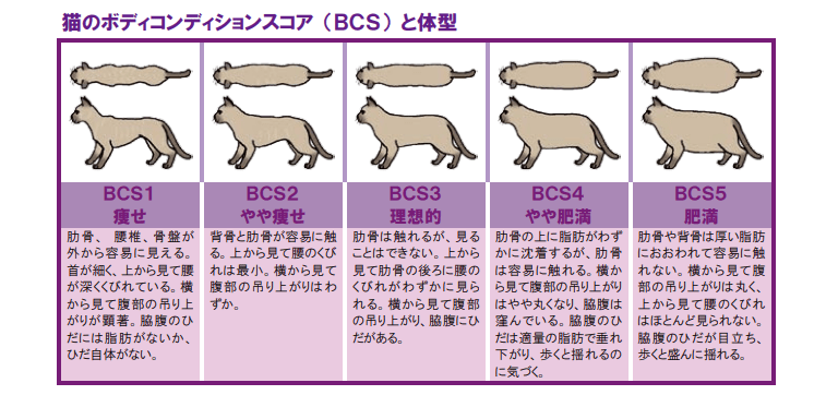 ボディコンディションスコアの表